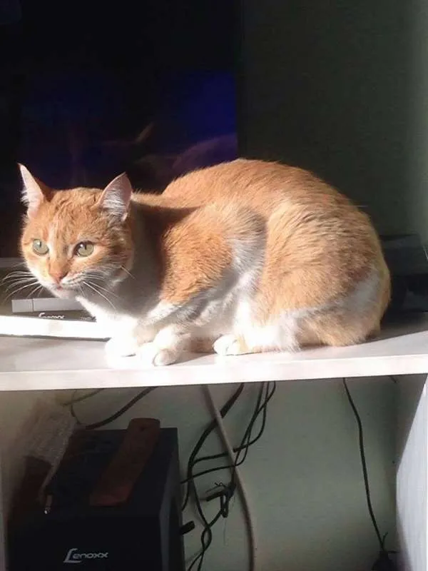 Gato ra a  idade 2 anos nome Blondie