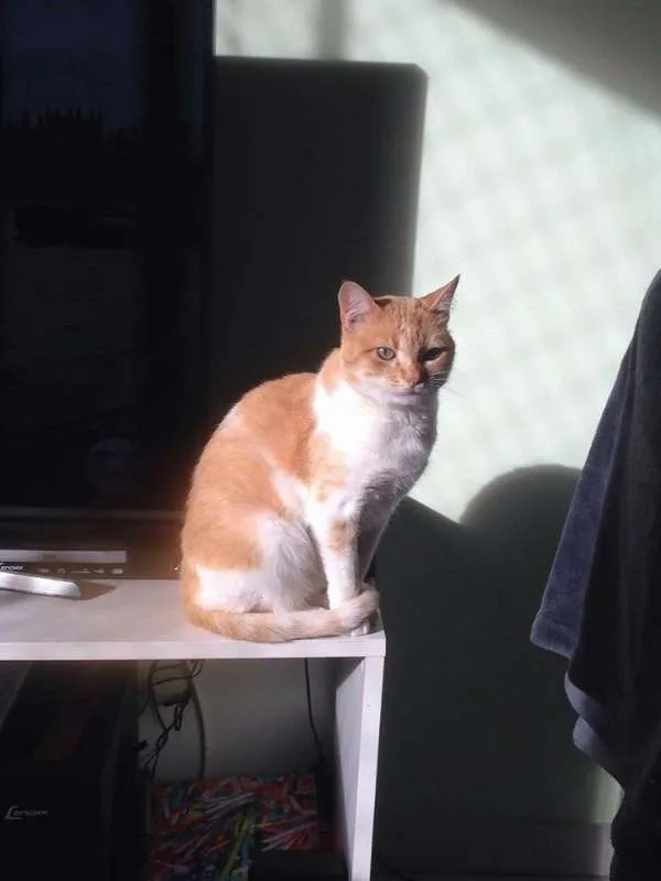 Gato ra a  idade 2 anos nome Blondie