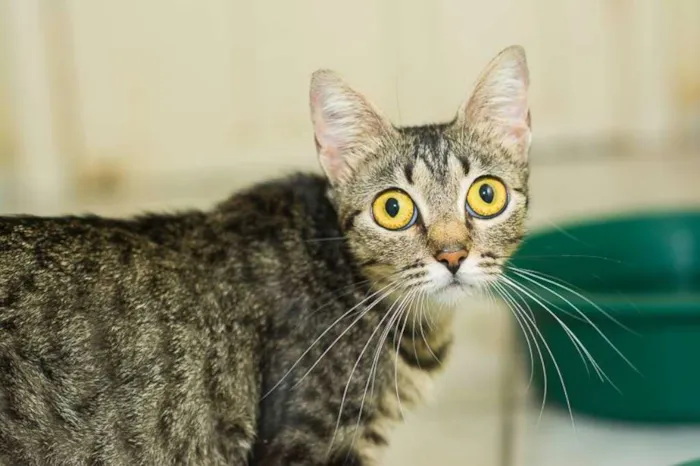 Gato ra a  idade 2 anos nome Lilica