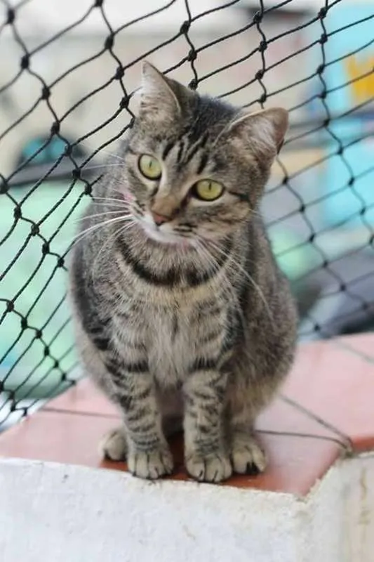 Gato ra a  idade 2 anos nome Lilica