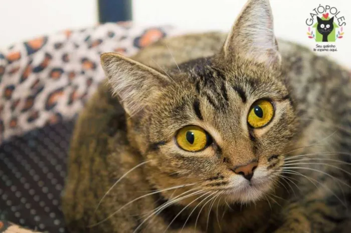 Gato ra a  idade 2 anos nome Lilica