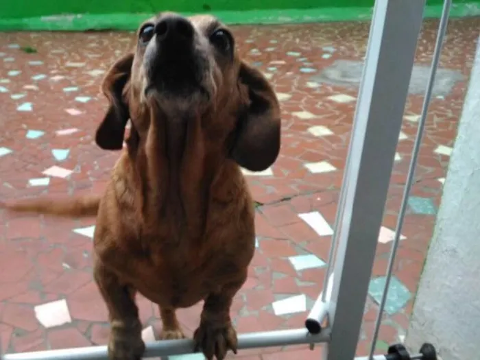 Cachorro ra a Daschubd idade 6 ou mais anos nome Alannis
