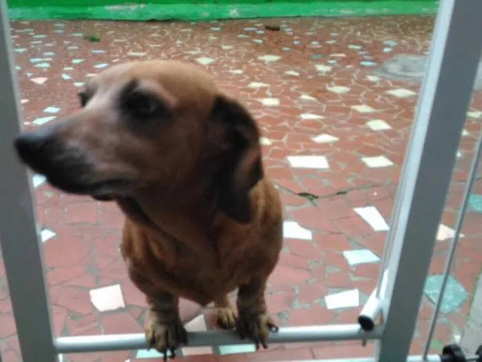 Cachorro ra a Daschubd idade 6 ou mais anos nome Alannis
