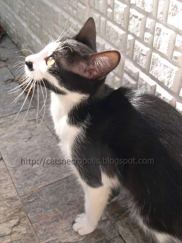 Gato ra a srd idade 2 a 6 meses nome Chia