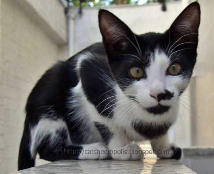 Gato ra a srd idade 2 a 6 meses nome Chia