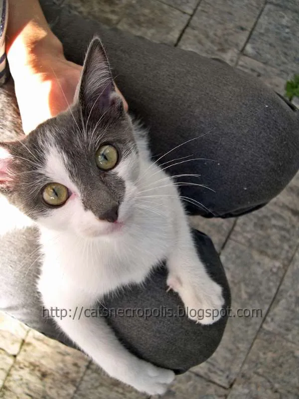 Gato ra a srd idade 2 a 6 meses nome Krispie