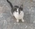 Krispie