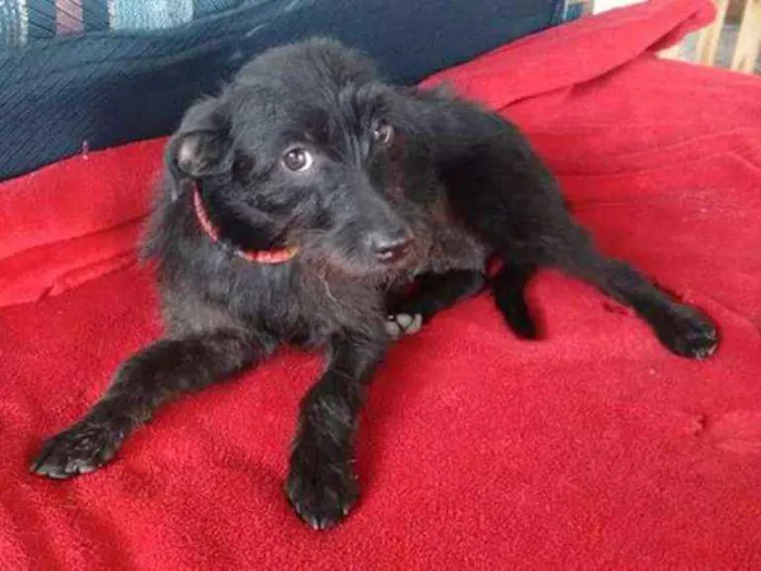Cachorro ra a SRD idade 1 ano nome Belinha