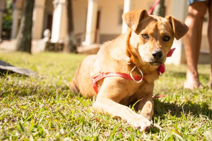 Cachorro ra a SRD idade 1 ano nome Princesa