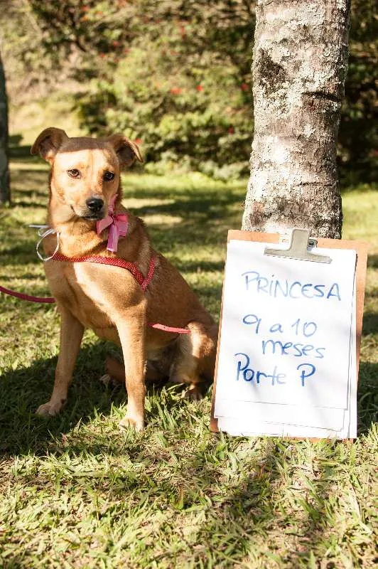 Cachorro ra a SRD idade 1 ano nome Princesa