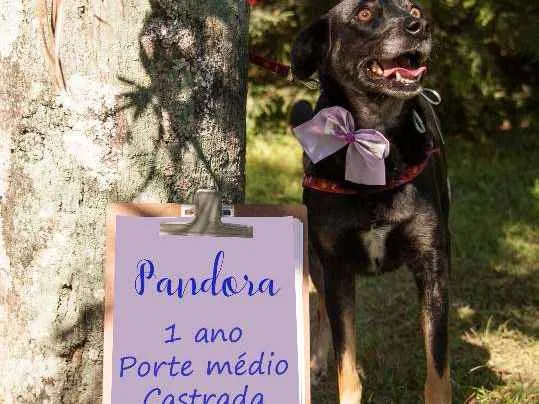 Cachorro ra a SRD idade 1 ano nome Pandora