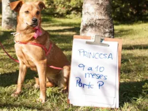 Cachorro raça SRD idade 1 ano nome Princesa