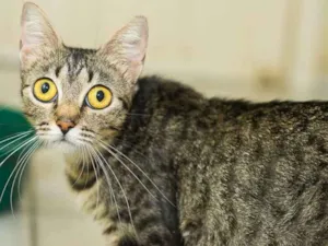 Gato raça  idade 2 anos nome Lilica