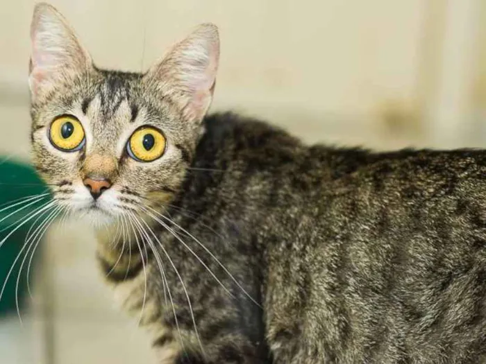 Gato ra a  idade 2 anos nome Lilica
