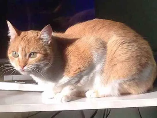 Gato ra a  idade 2 anos nome Blondie