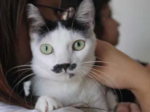 Gato raça  idade 2 anos nome Rudolf