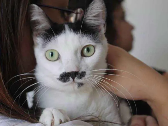 Gato ra a  idade 2 anos nome Rudolf