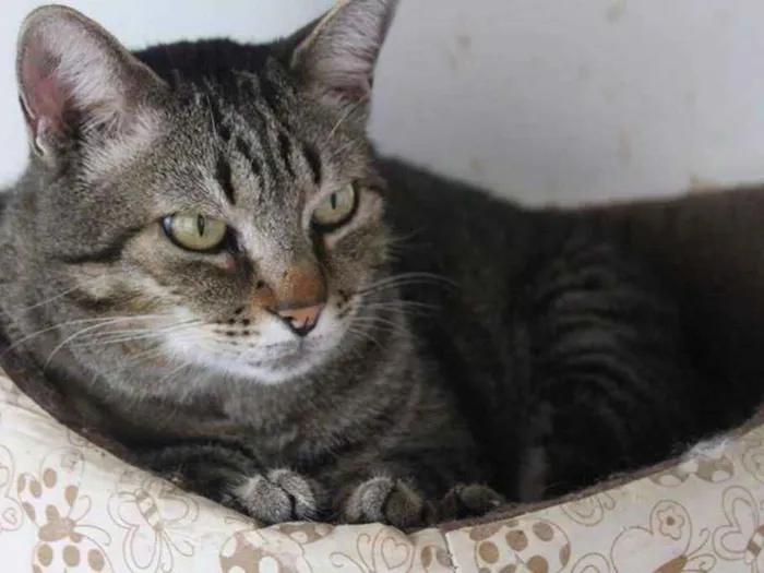 Gato ra a  idade 3 anos nome Sortuda