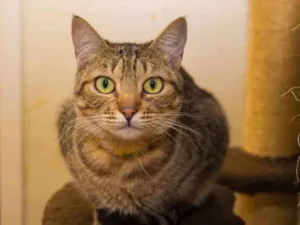 Gato raça  idade 2 anos nome Joplin