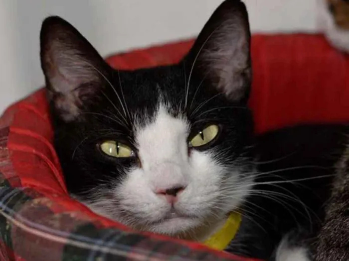 Gato ra a  idade 2 anos nome Celina
