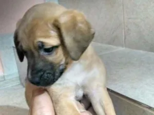 Cachorro raça Vira lata idade Abaixo de 2 meses nome Não possui nome 