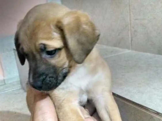 Cachorro ra a Vira lata idade Abaixo de 2 meses nome Não possui nome 