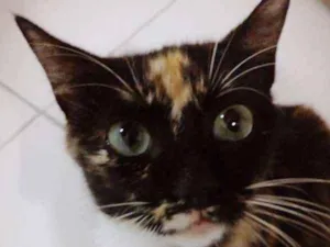 Gato raça SRD idade 7 a 11 meses nome Doçura