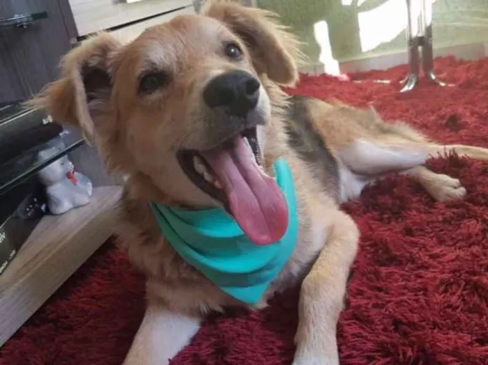 Cachorro ra a Sem raça definida idade 7 a 11 meses nome Teddy