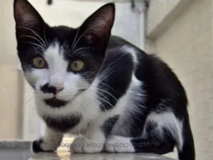 Gato raça srd idade 2 a 6 meses nome Chia