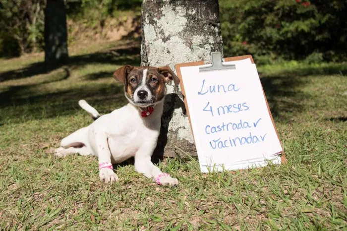 Cachorro ra a SRD idade 2 a 6 meses nome Luna