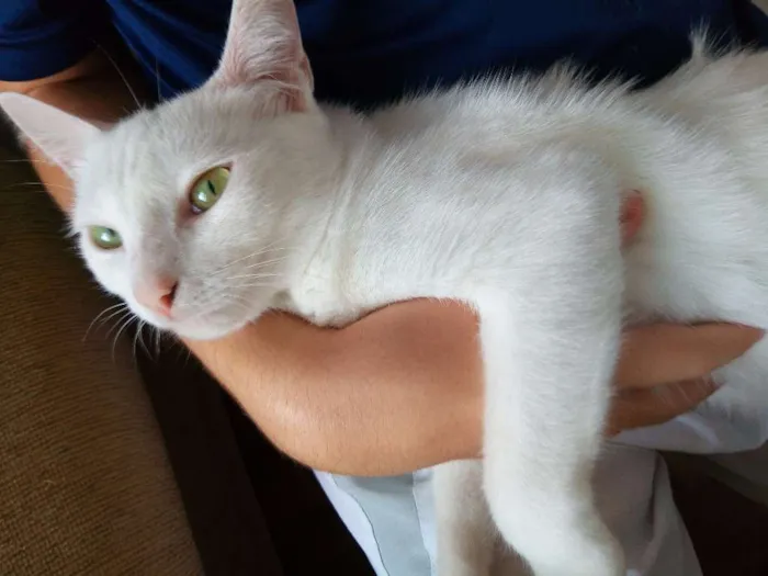 Gato ra a Indefinida idade 1 ano nome Amy