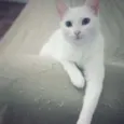 Amy