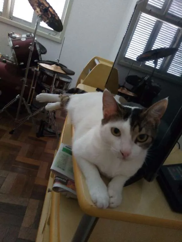 Gato ra a Indefinida idade 1 ano nome Riley