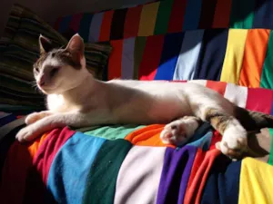 Gato raça Indefinida idade 1 ano nome Riley