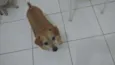 Lupi