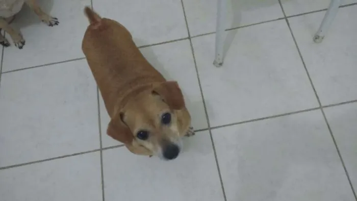 Cachorro ra a Pint com viralata idade 6 ou mais anos nome Lupi