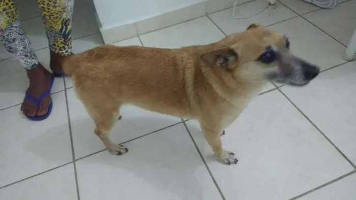 Cachorro ra a Misto  idade 6 ou mais anos nome Pitoco