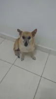 Pitoco