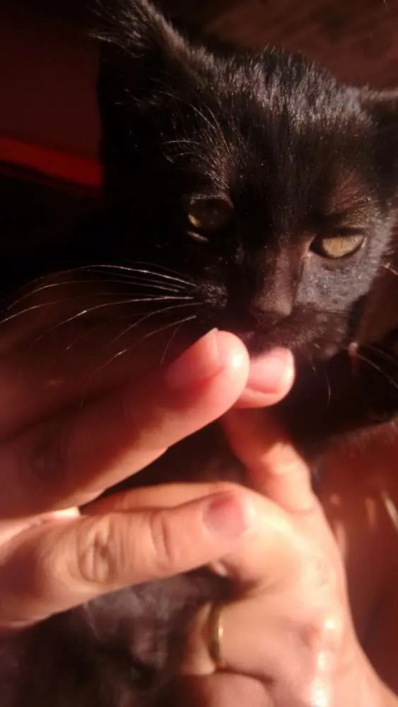 Gato ra a Srd idade 2 a 6 meses nome Sem nome