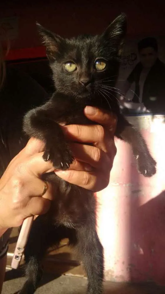 Gato ra a Srd idade 2 a 6 meses nome Sem nome