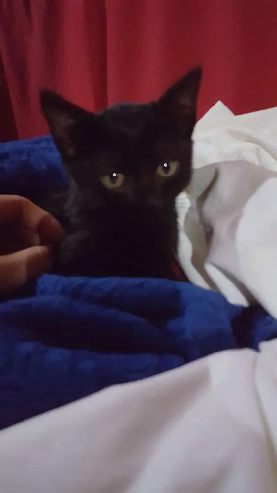 Gato ra a Srd idade 2 a 6 meses nome Sem nome