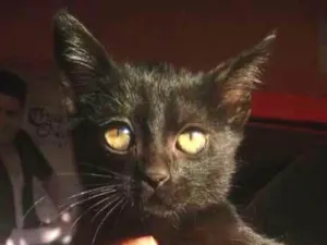 Gato raça Srd idade 2 a 6 meses nome Sem nome