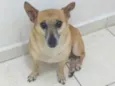 Pitoco