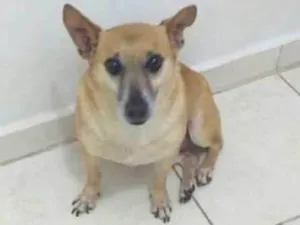 Cachorro raça Misto  idade 6 ou mais anos nome Pitoco