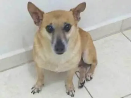Cachorro ra a Misto  idade 6 ou mais anos nome Pitoco