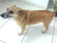 Pitoco