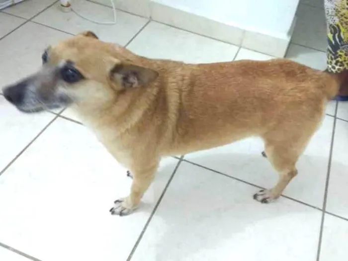 Cachorro ra a Misto  idade 6 ou mais anos nome Pitoco