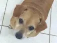 Lupi