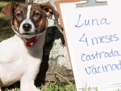Cachorro ra a SRD idade 2 a 6 meses nome Luna