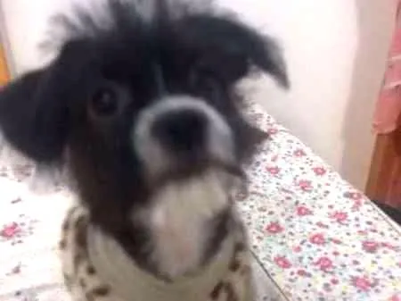 Cachorro ra a rsd idade 2 a 6 meses nome pandora